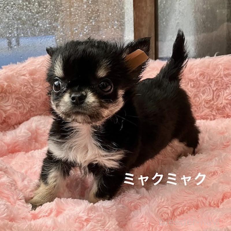 販売中の群馬県のチワワ(ロングコート)-406346の3枚目