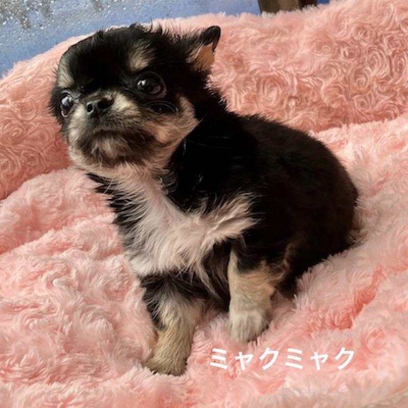 販売中の群馬県のチワワ(ロングコート)-406346の4枚目