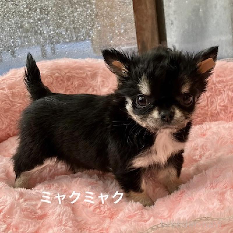 販売中の群馬県のチワワ(ロングコート)-406346の2枚目