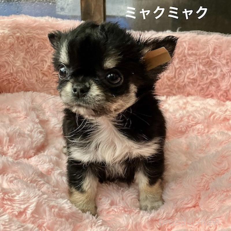 販売中の群馬県のチワワ(ロングコート)-406346の1枚目