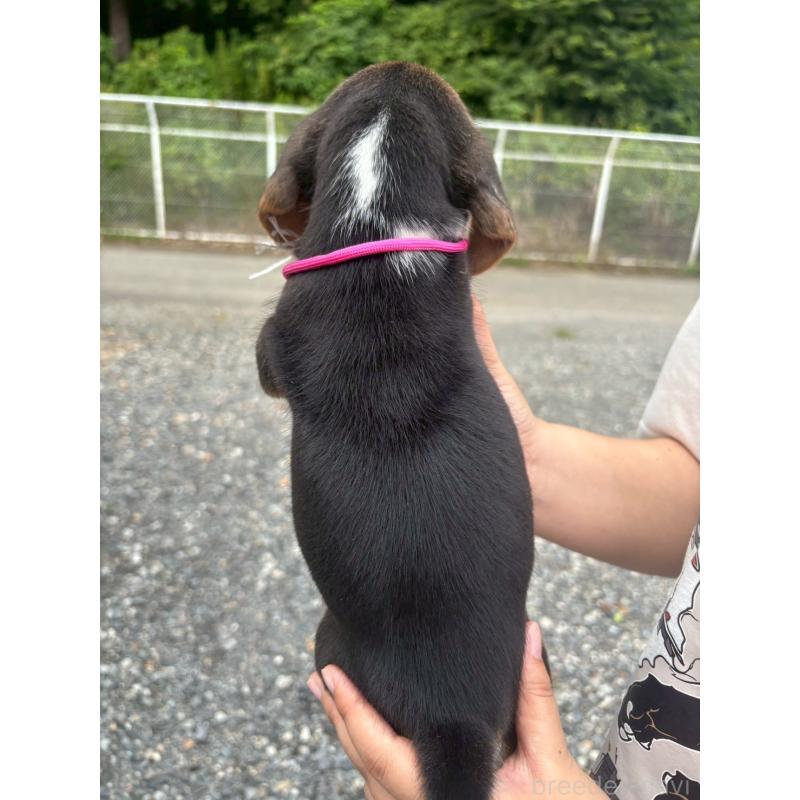 販売中の栃木県のビーグル-406577の2枚目