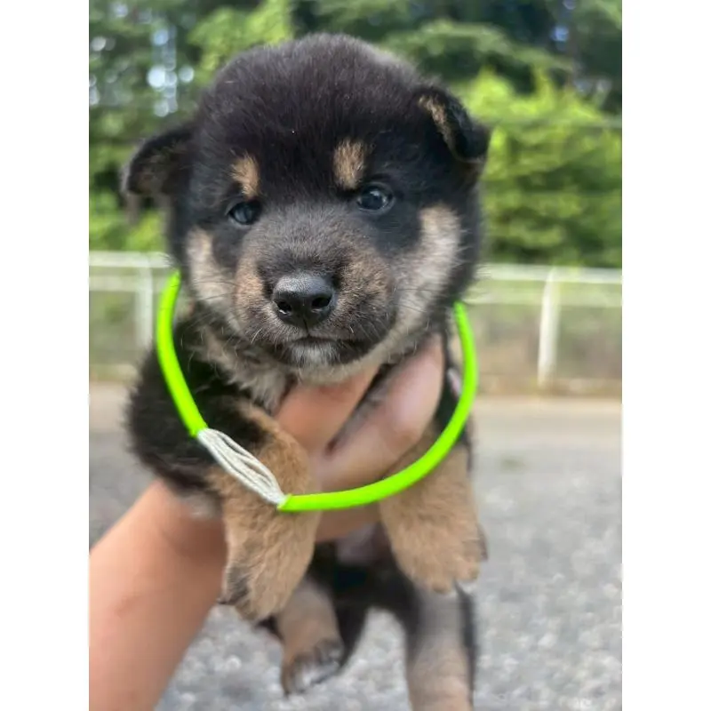 販売中の栃木県の柴犬-406584の3枚目