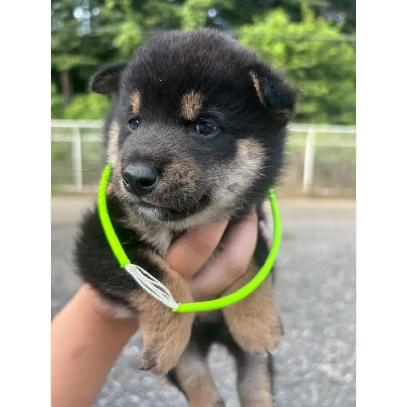 販売中の栃木県の柴犬-406584の2枚目