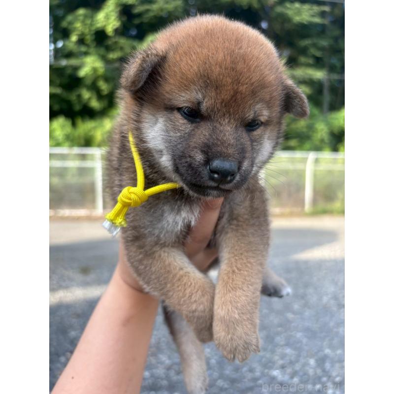 販売中の栃木県の柴犬-406587の3枚目