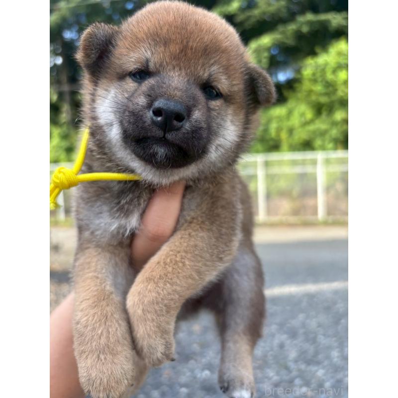 販売中の栃木県の柴犬-406587の2枚目