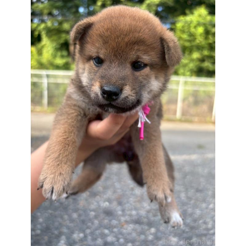 販売中の栃木県の柴犬-406589の3枚目