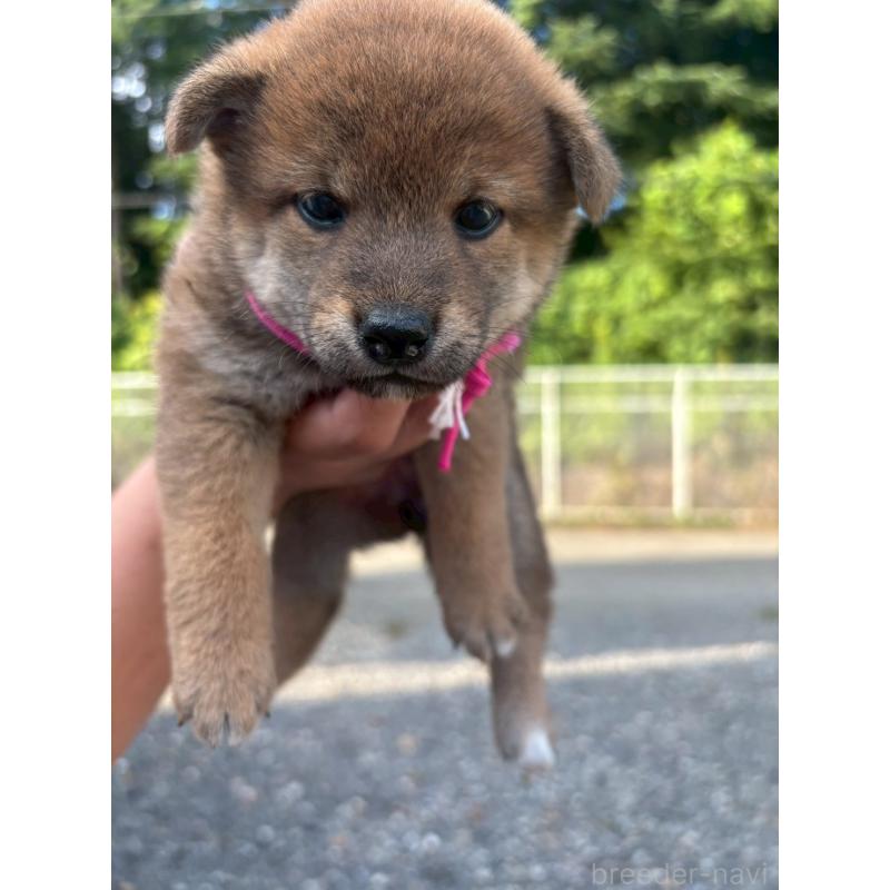 販売中の栃木県の柴犬-406589の2枚目