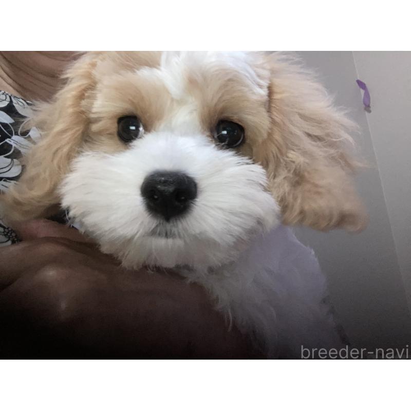 販売中の山形県のキャバマル:キャバリア×マルチーズ-395762の3枚目