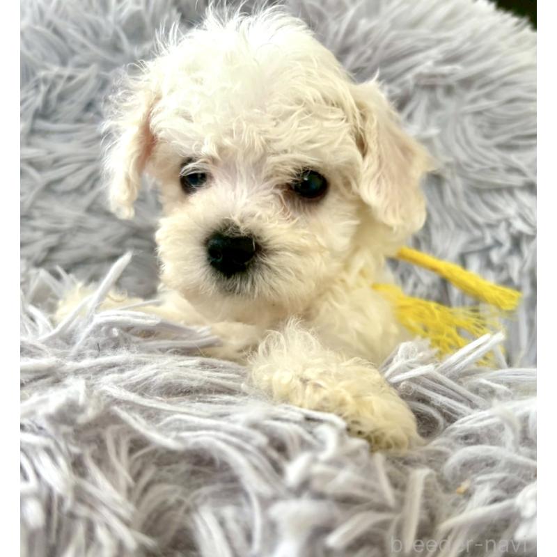 成約済の東京都のミックス犬-404059の13枚目