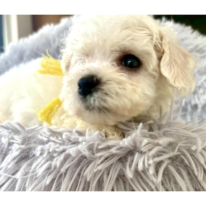 成約済の東京都のミックス犬-404059の12枚目