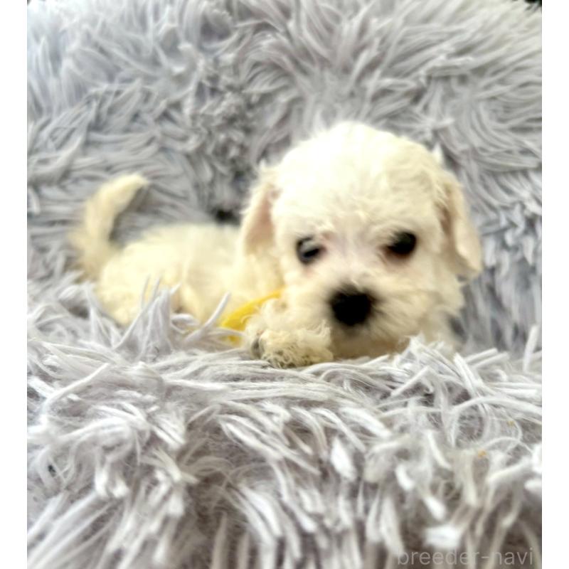 成約済の東京都のミックス犬-404059の10枚目