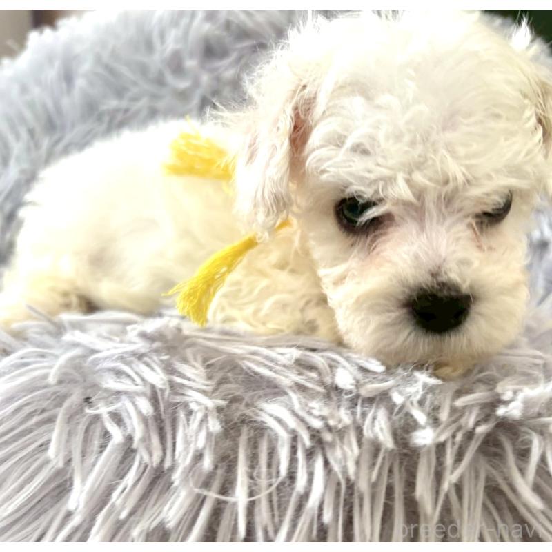 成約済の東京都のミックス犬-404059の9枚目