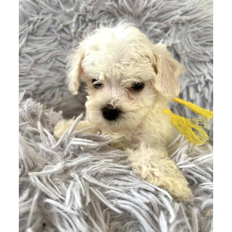 成約済の東京都のミックス犬-404059の8枚目