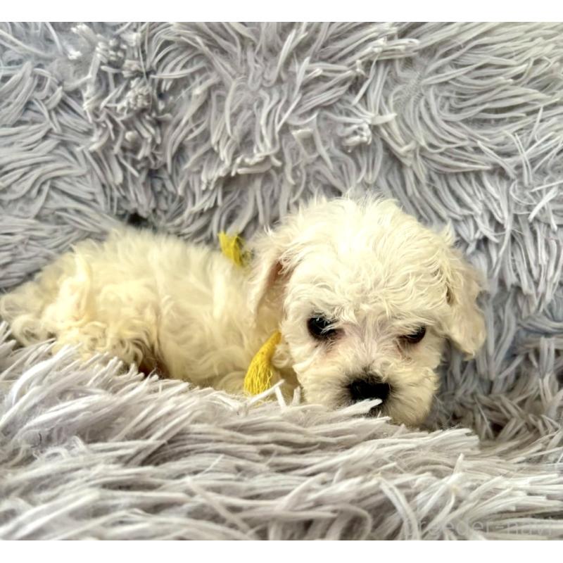 成約済の東京都のミックス犬-404059の6枚目