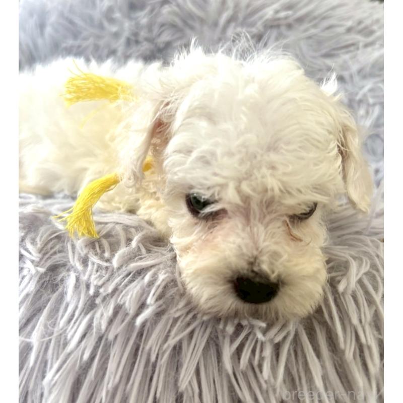 成約済の東京都のミックス犬-404059の7枚目