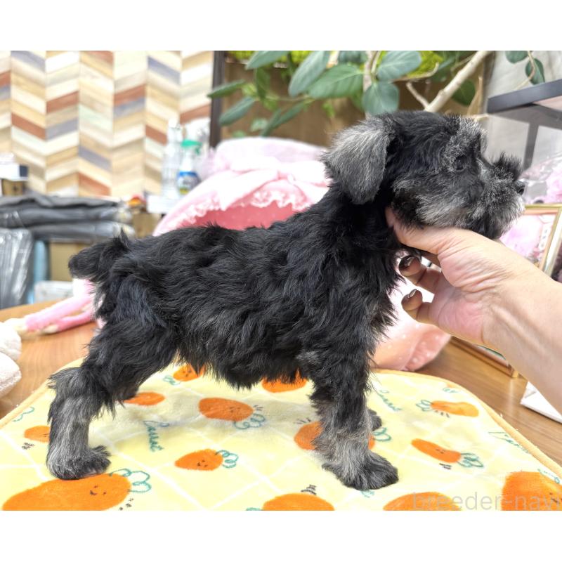 販売中の大阪府のミニチュアシュナウザー-406603の9枚目