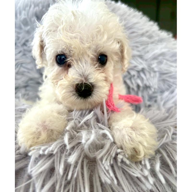 販売中の東京都のミックス犬-404064