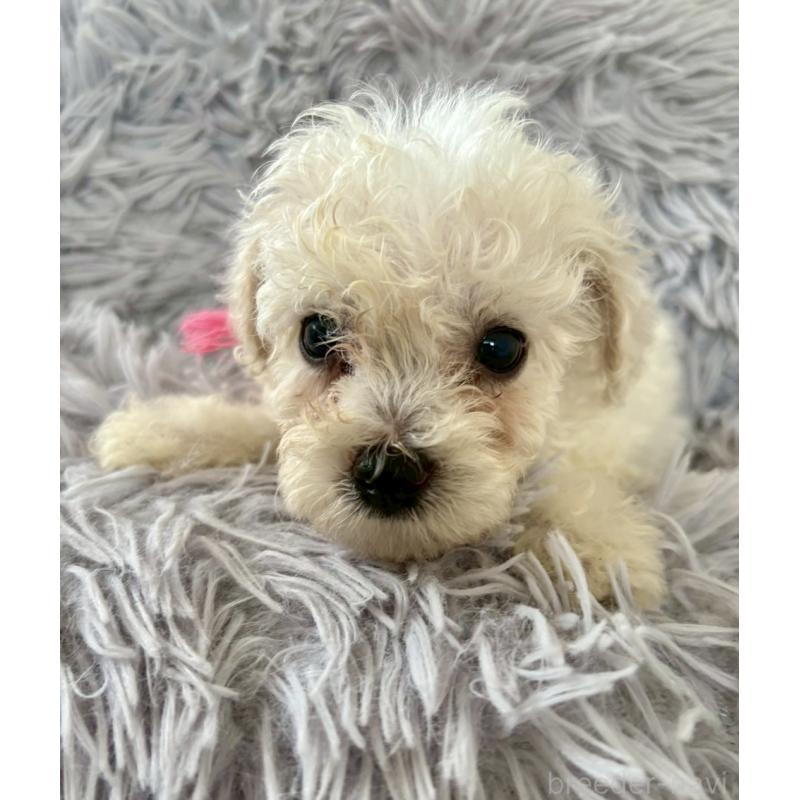 販売中の東京都のミックス犬-404064の17枚目