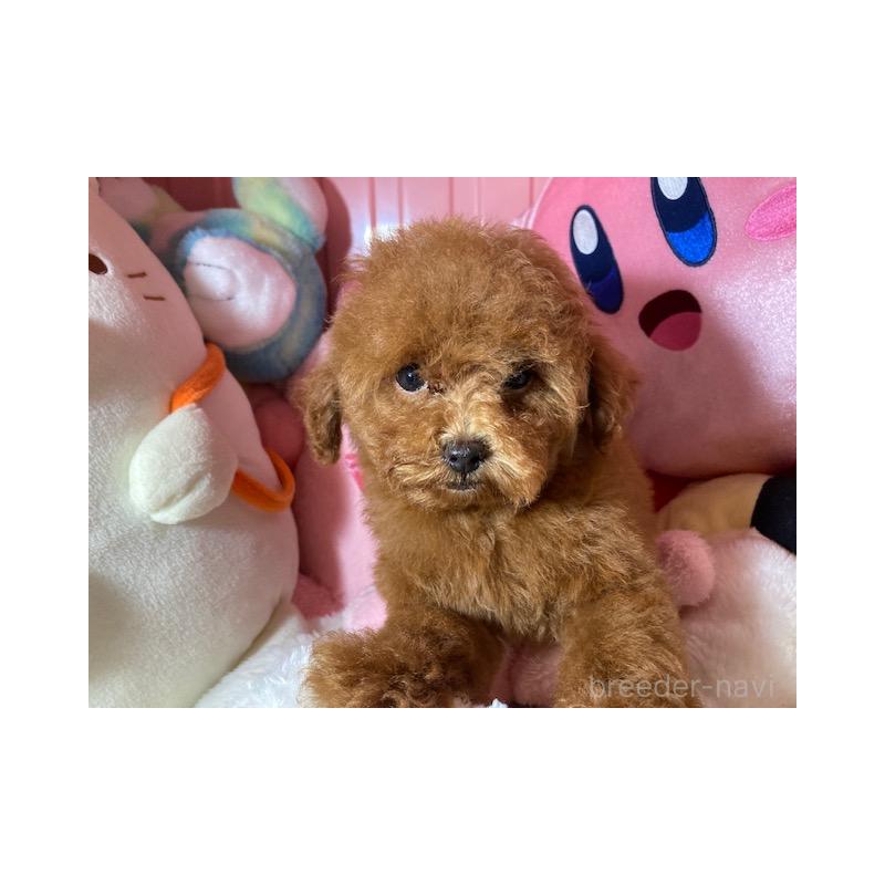 販売中の富山県のトイプードル-406604の5枚目