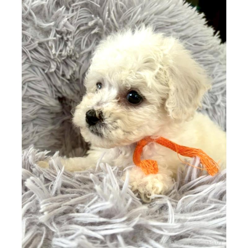 販売中の東京都のミックス犬-404061の22枚目