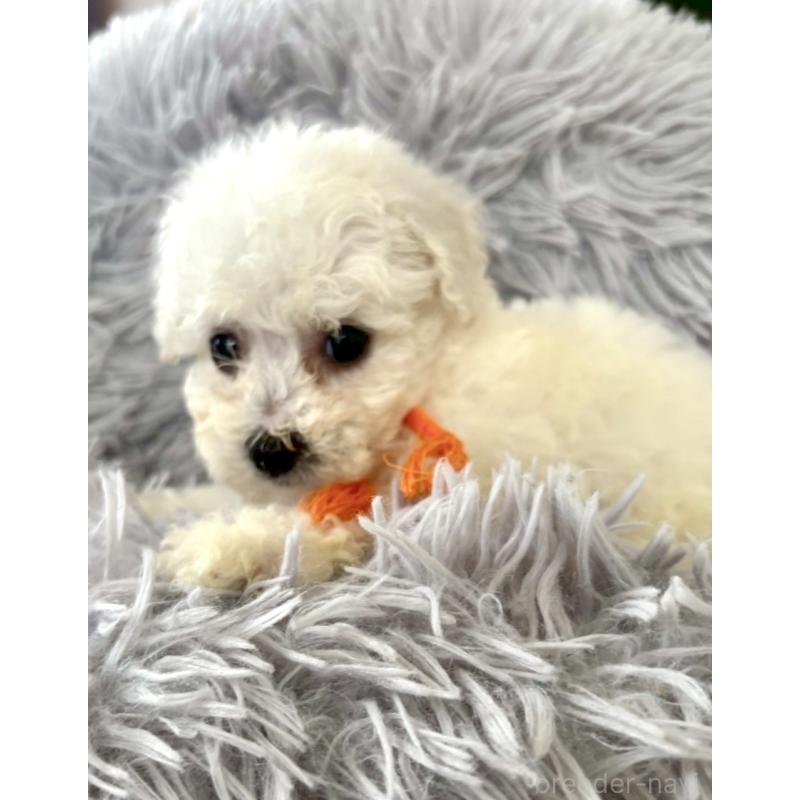 販売中の東京都のミックス犬-404061の21枚目