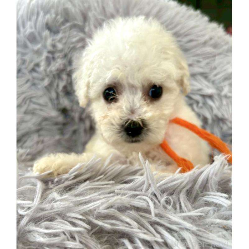 販売中の東京都のミックス犬-404061