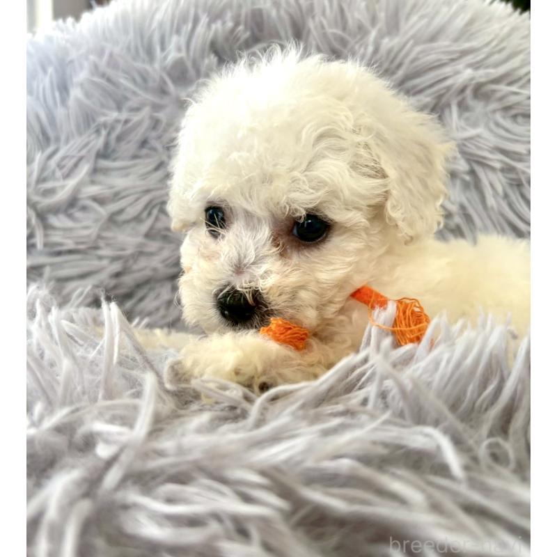 販売中の東京都のミックス犬-404061の19枚目