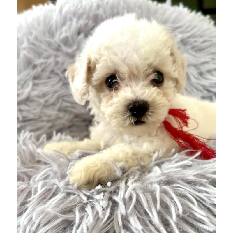 販売中の東京都のミックス犬-404067の22枚目