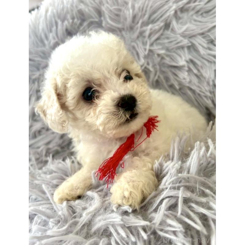 販売中の東京都のミックス犬-404067の21枚目