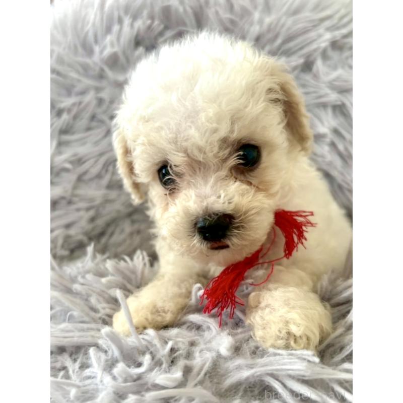 販売中の東京都のミックス犬-404067
