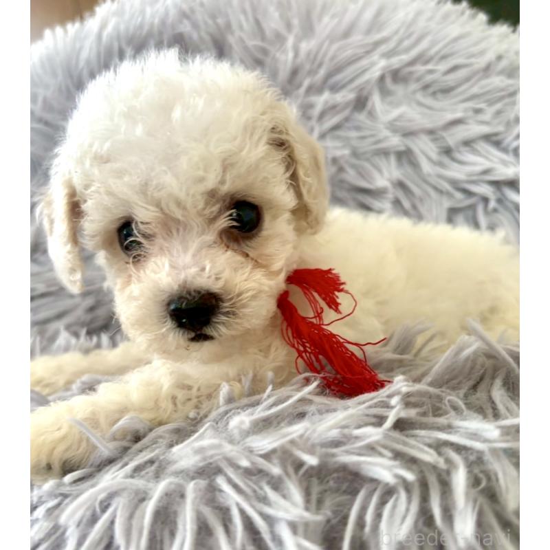 販売中の東京都のミックス犬-404067の19枚目