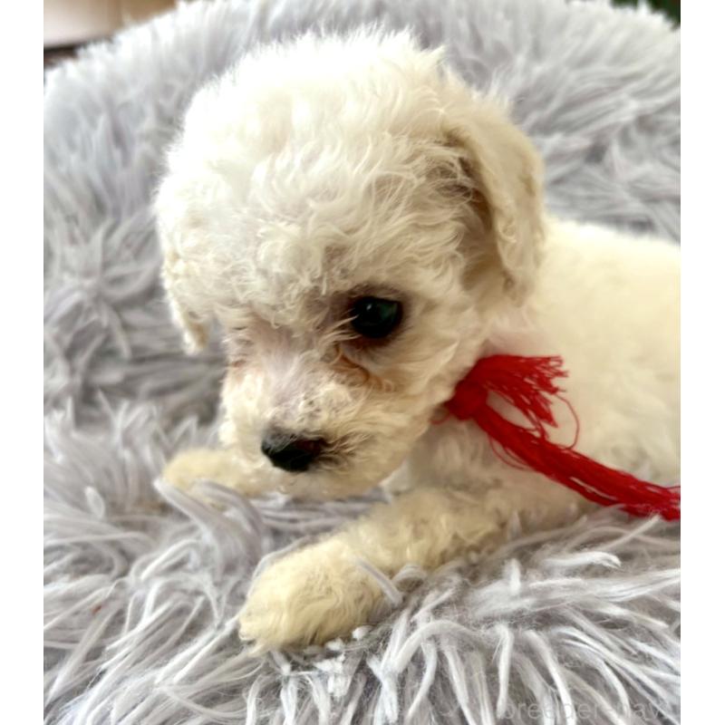 販売中の東京都のミックス犬-404067の18枚目