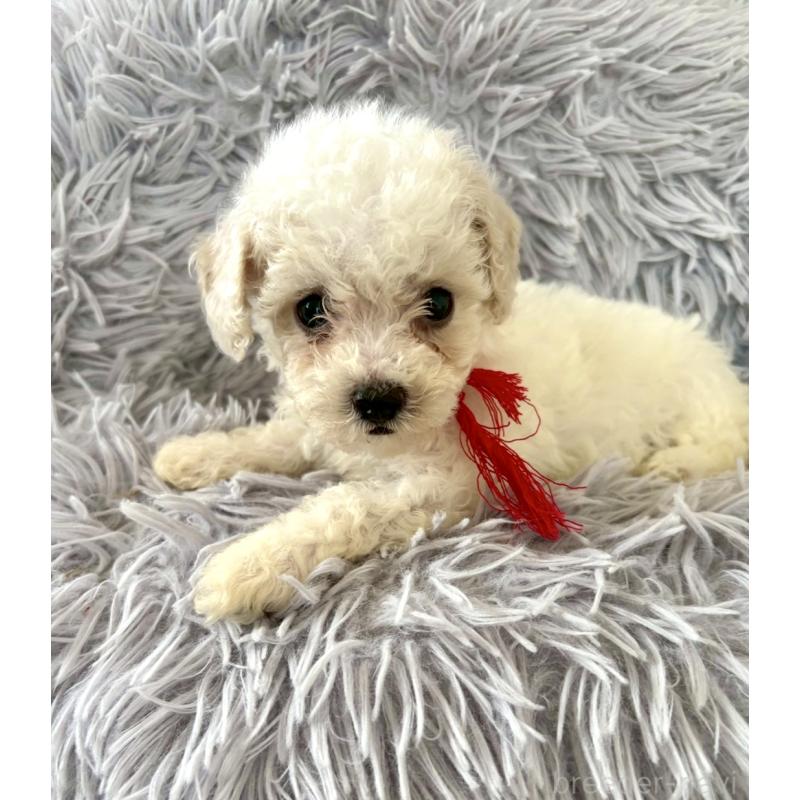 販売中の東京都のミックス犬-404067の17枚目