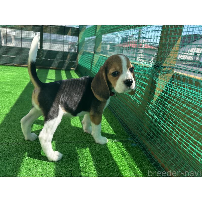 販売中の北海道のビーグル-397676の6枚目
