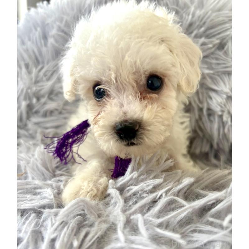 販売中の東京都のミックス犬-398962