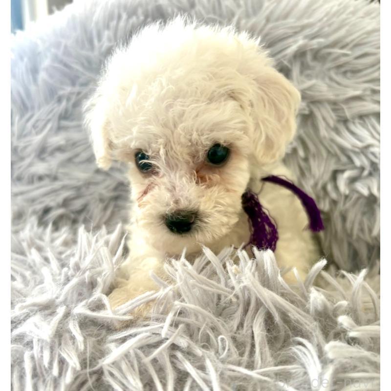 販売中の東京都のミックス犬-398962の4枚目