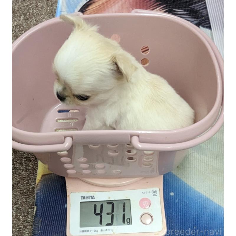 販売中の福井県のチワワ(ロングコート)-406624の8枚目