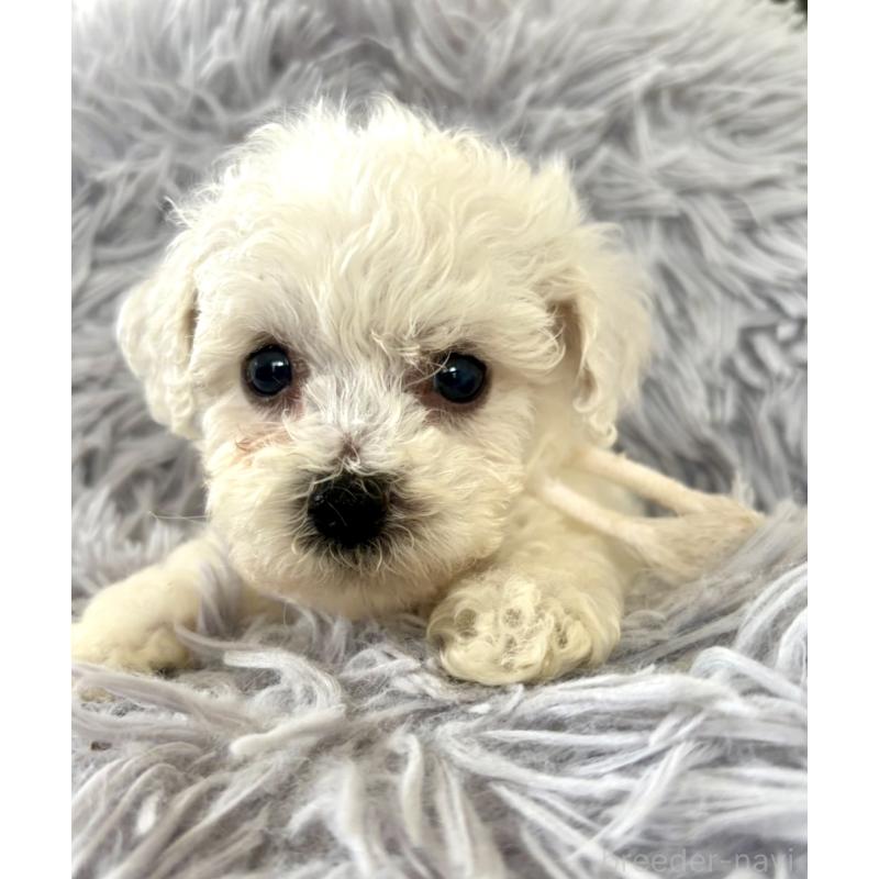 販売中の東京都のミックス犬-404052の10枚目