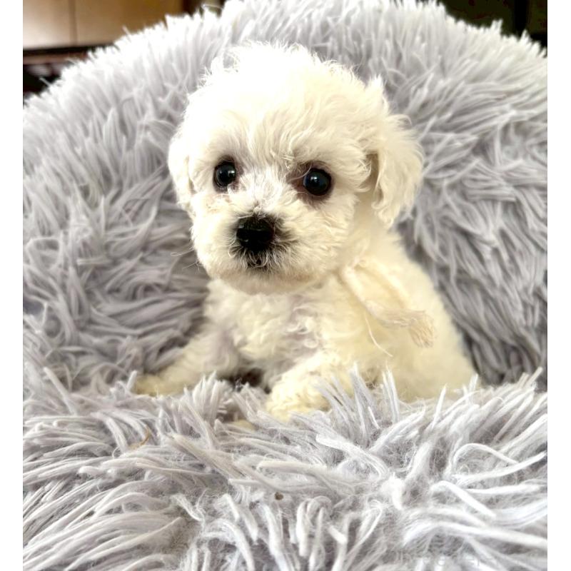 販売中の東京都のミックス犬-404052の9枚目