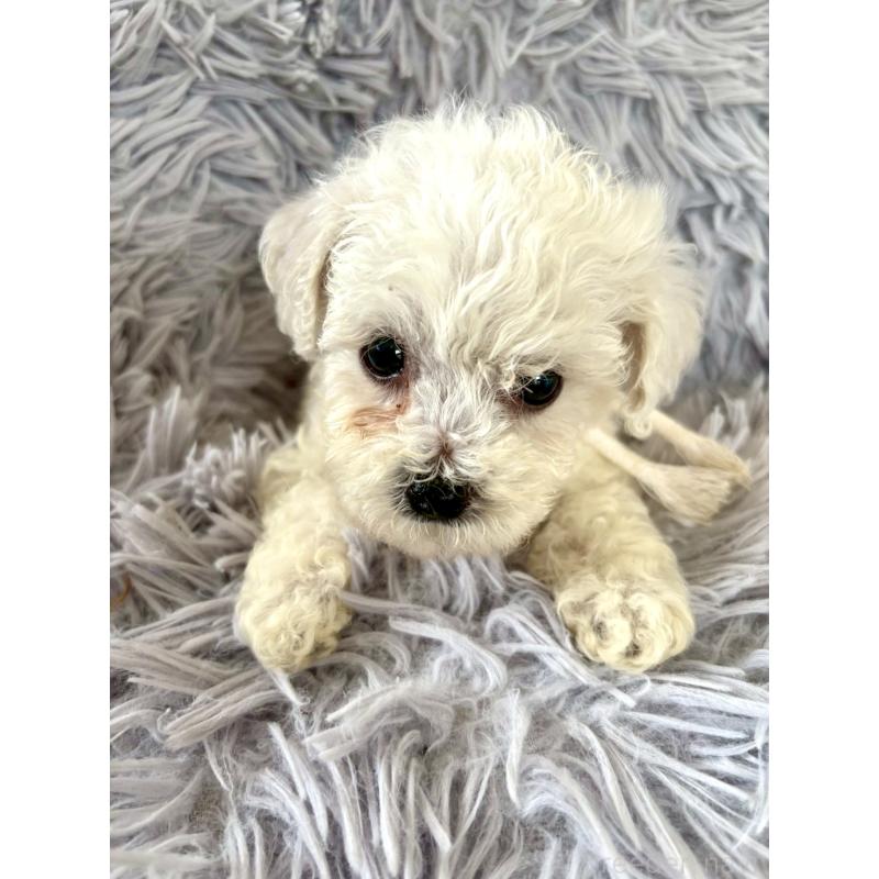 販売中の東京都のミックス犬-404052の8枚目