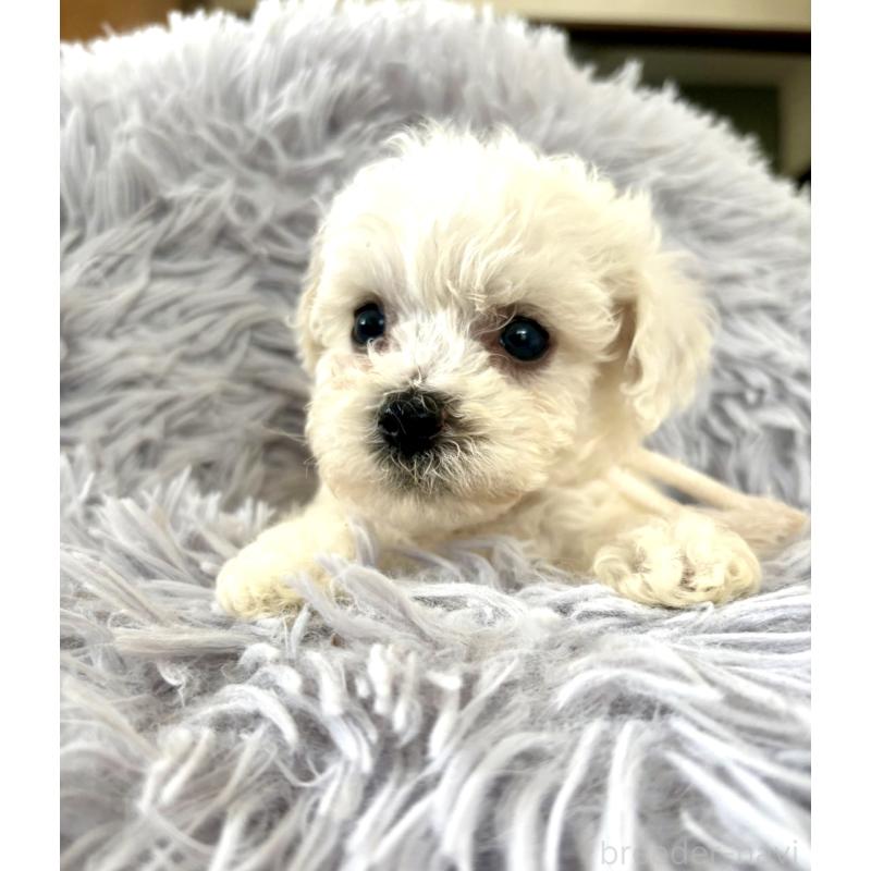販売中の東京都のミックス犬-404052の7枚目