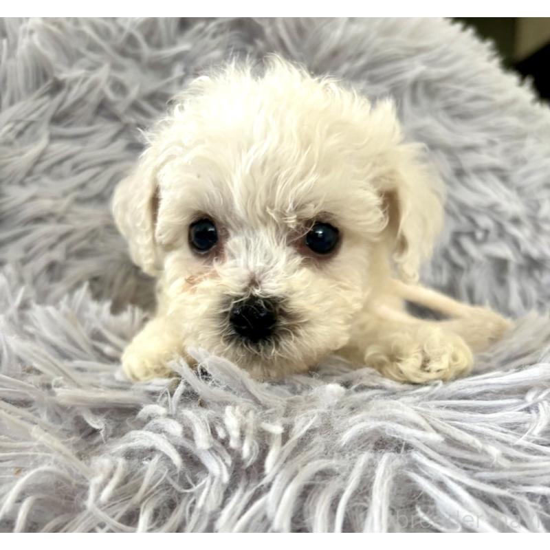 販売中の東京都のミックス犬-404052