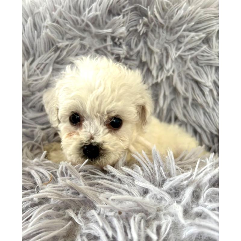 販売中の東京都のミックス犬-404052の5枚目