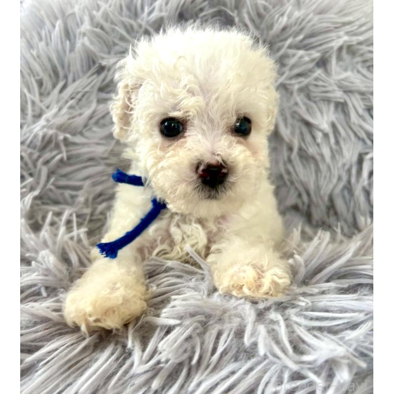 販売中の東京都のミックス犬-404054の19枚目