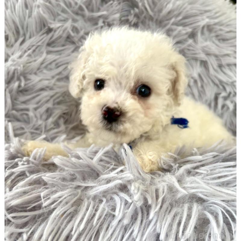 販売中の東京都のミックス犬-404054の18枚目