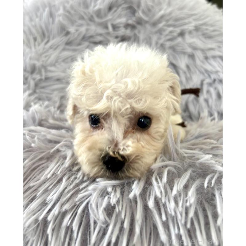 販売中の東京都のミックス犬-404057の15枚目