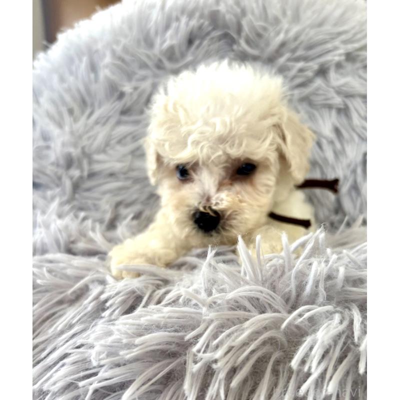 販売中の東京都のミックス犬-404057の14枚目