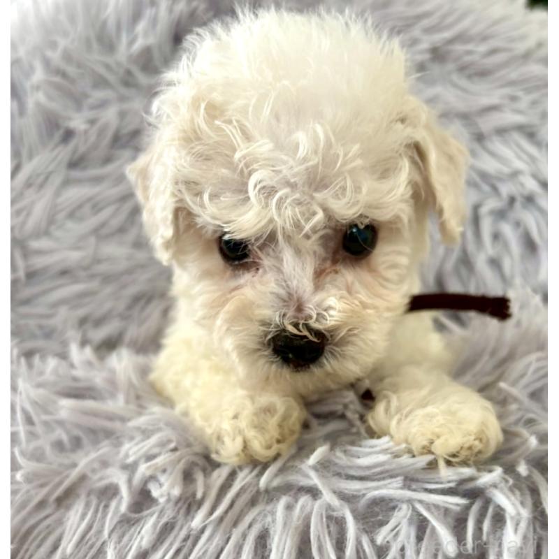 販売中の東京都のミックス犬-404057の13枚目