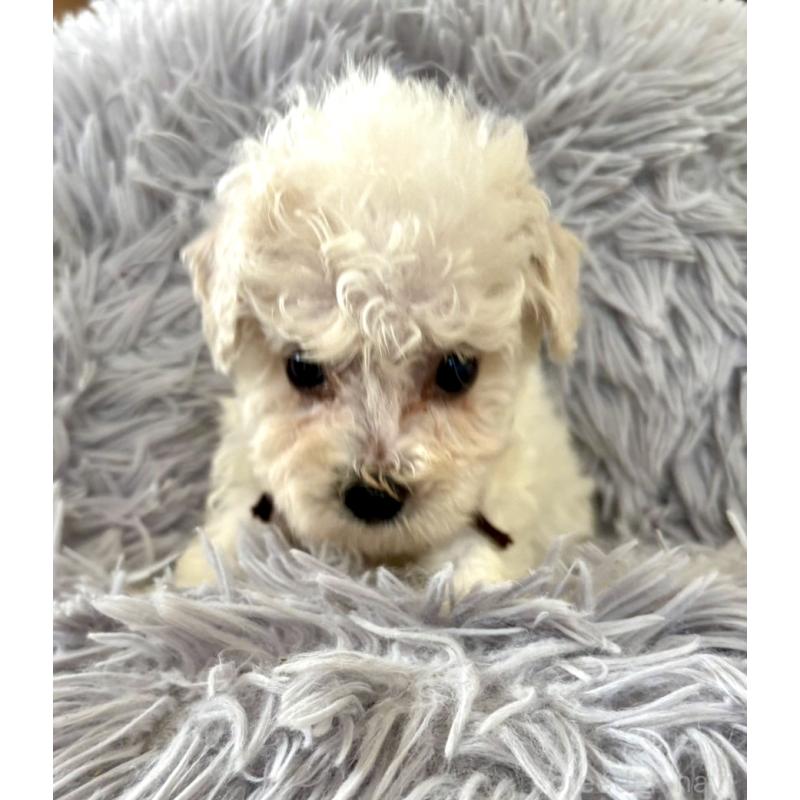 販売中の東京都のミックス犬-404057の12枚目