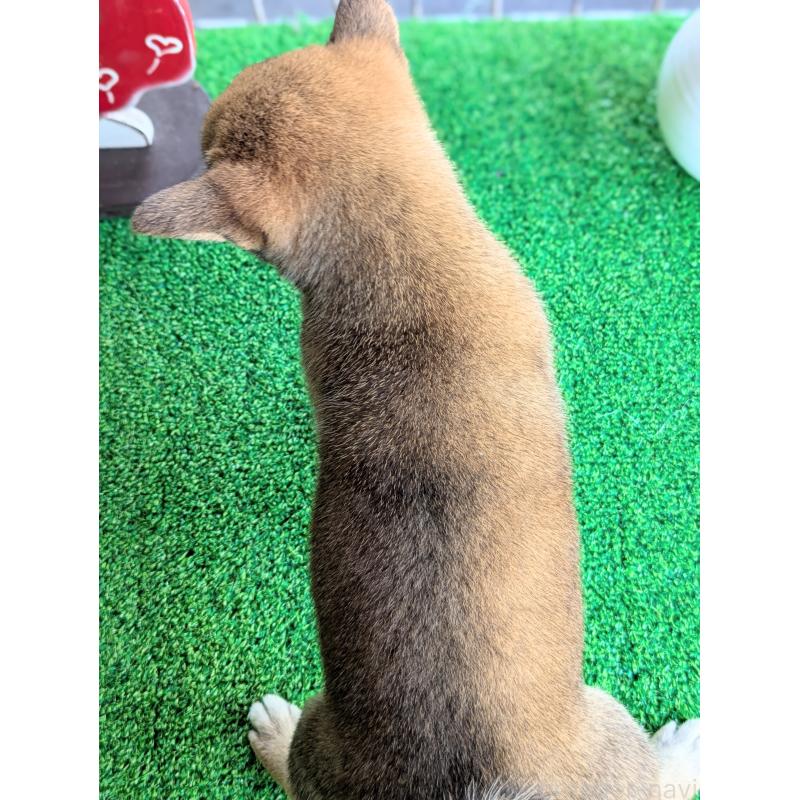 販売中の鹿児島県の豆柴-399040の7枚目